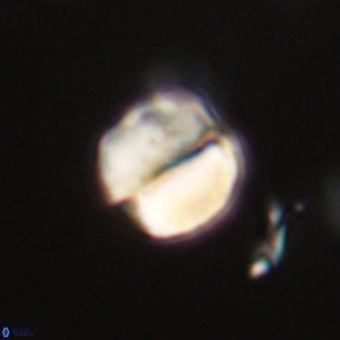 Micrantholithus disculus 67354