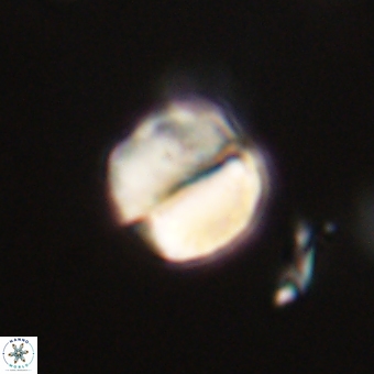 Micrantholithus disculus 67354