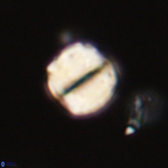 Micrantholithus disculus 67355