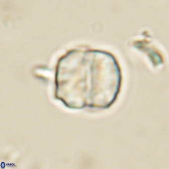 Micrantholithus disculus 67360