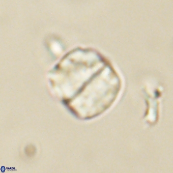 Micrantholithus disculus 67361
