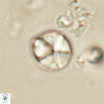 Micrantholithus disculus 67370