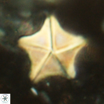 Micrantholithus fornicatus 2408