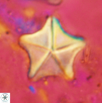 Micrantholithus fornicatus 2409