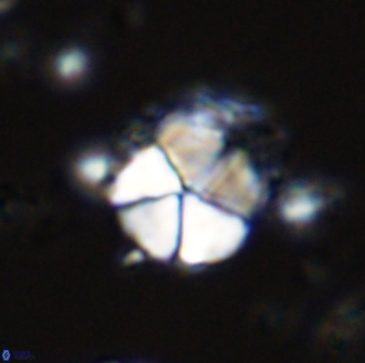 Micrantholithus imbricatus 42592