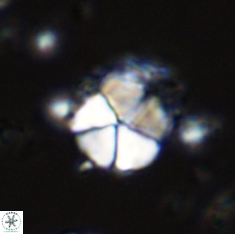 Micrantholithus imbricatus 42592