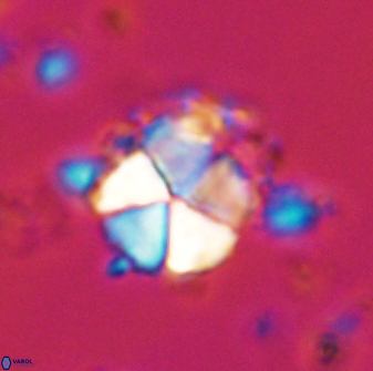 Micrantholithus imbricatus 42593