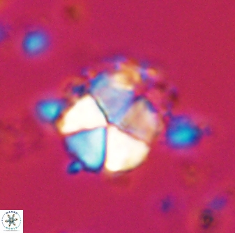 Micrantholithus imbricatus 42593