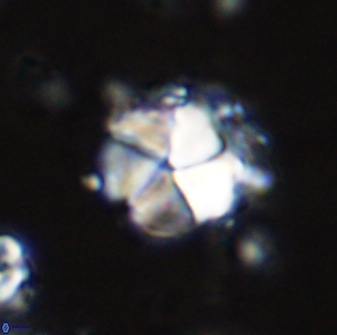 Micrantholithus imbricatus 42594