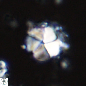Micrantholithus imbricatus 42594