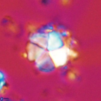 Micrantholithus imbricatus 42595