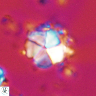 Micrantholithus imbricatus 42595