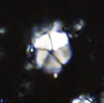 Micrantholithus imbricatus 42596