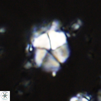 Micrantholithus imbricatus 42596