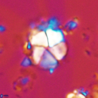 Micrantholithus imbricatus 42597