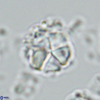 Micrantholithus imbricatus 42598