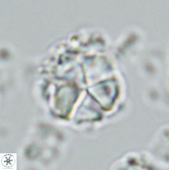 Micrantholithus imbricatus 42598