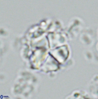 Micrantholithus imbricatus 42599
