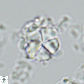 Micrantholithus imbricatus 42599