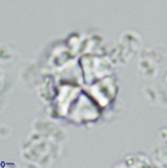 Micrantholithus imbricatus 42600
