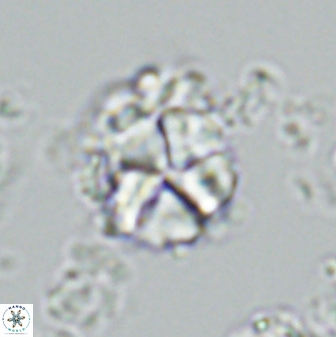 Micrantholithus imbricatus 42600