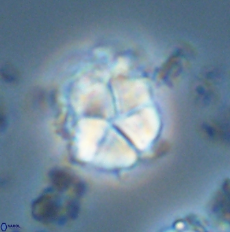 Micrantholithus imbricatus 42601