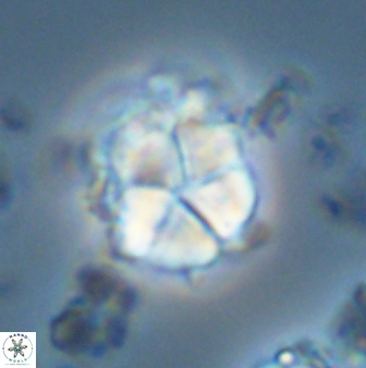 Micrantholithus imbricatus 42601
