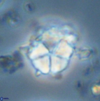 Micrantholithus imbricatus 42602