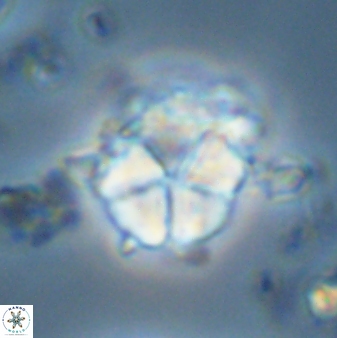 Micrantholithus imbricatus 42602