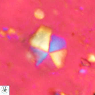 Micrantholithus imbricatus VR 00120