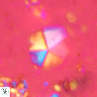 Micrantholithus imbricatus VR 00121