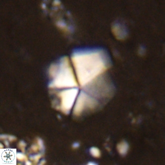 Micrantholithus imbricatus VR 00122