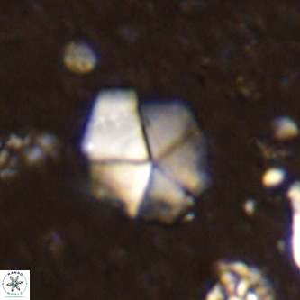 Micrantholithus imbricatus VR 00123