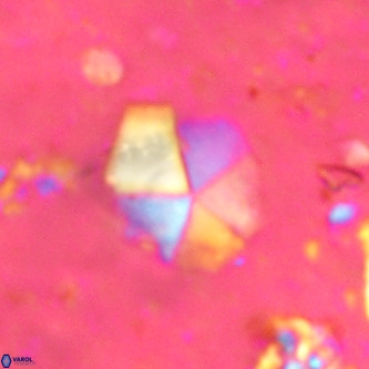 Micrantholithus imbricatus VR 00124