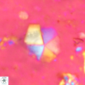 Micrantholithus imbricatus VR 00124