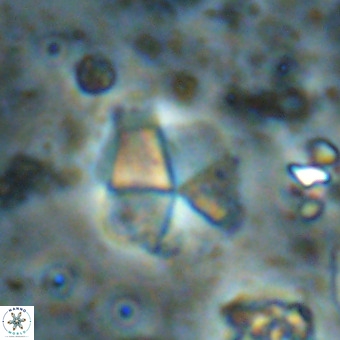 Micrantholithus imbricatus VR 00125