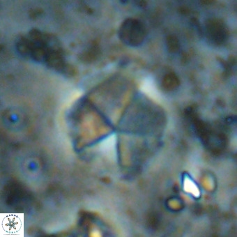 Micrantholithus imbricatus VR 00126