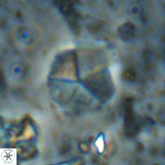 Micrantholithus imbricatus VR 00127