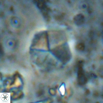 Micrantholithus imbricatus VR 00128