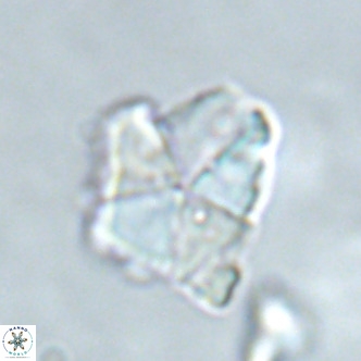 Micrantholithus imbricatus VR 02023