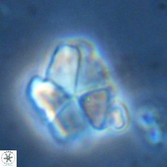 Micrantholithus imbricatus VR 02025