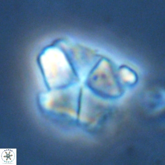 Micrantholithus imbricatus VR 02026