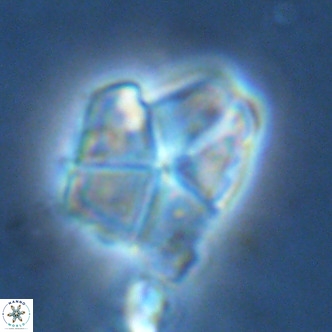Micrantholithus imbricatus VR 02027