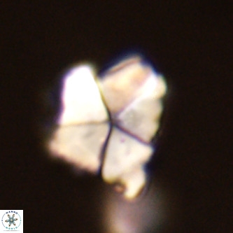 Micrantholithus imbricatus VR 02028