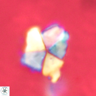 Micrantholithus imbricatus VR 02029