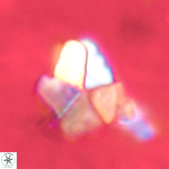 Micrantholithus imbricatus VR 02030