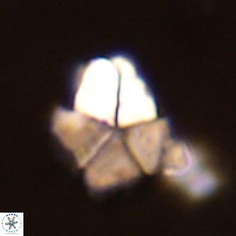 Micrantholithus imbricatus VR 02031