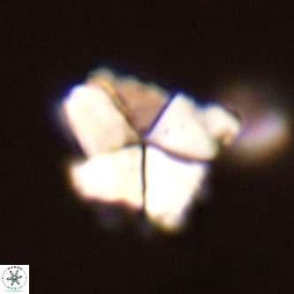 Micrantholithus imbricatus VR 02032