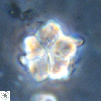 Micrantholithus imbricata VR 01235