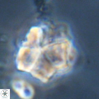Micrantholithus imbricata VR 01238
